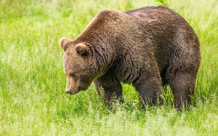 трава, зелень, поле, медведь, бурый медведь, grass, greens, field, bear, brown bear