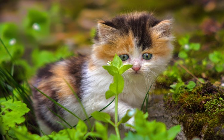 трава, кошка, взгляд, котенок, малыш, grass, cat, look, kitty, baby