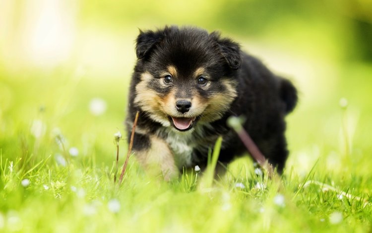 трава, взгляд, собака, щенок, малыш, боке, финский лаппхунд, grass, look, dog, puppy, baby, bokeh, finnish lapphund