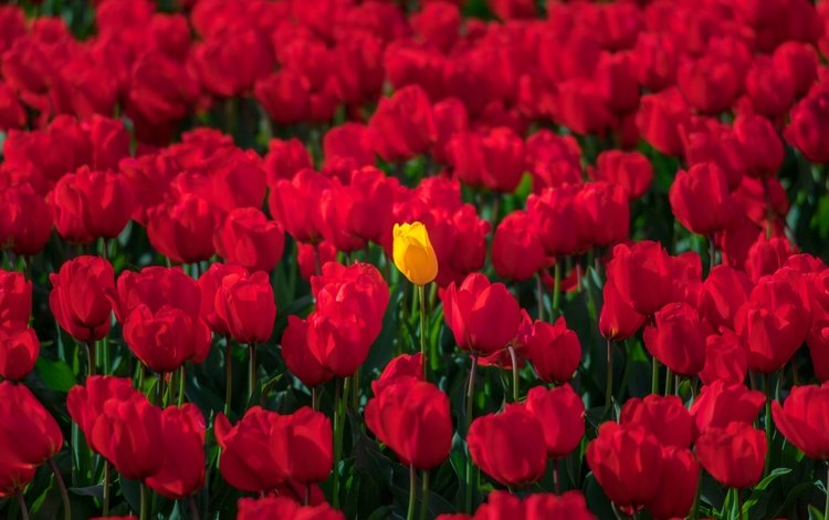 цветы, весна, тюльпаны, много, красные тюльпаны, желтый тюльпан, flowers, spring, tulips, a lot, red tulips, yellow tulip