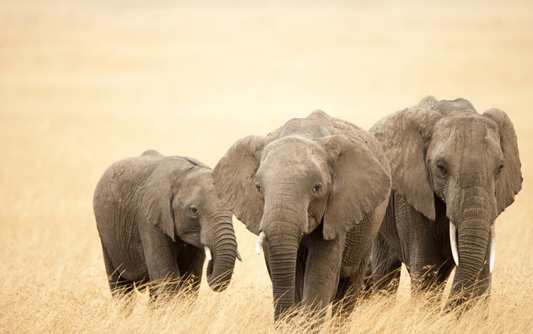 уши, слоны, хобот, бивни, ears, elephants, trunk, tusks