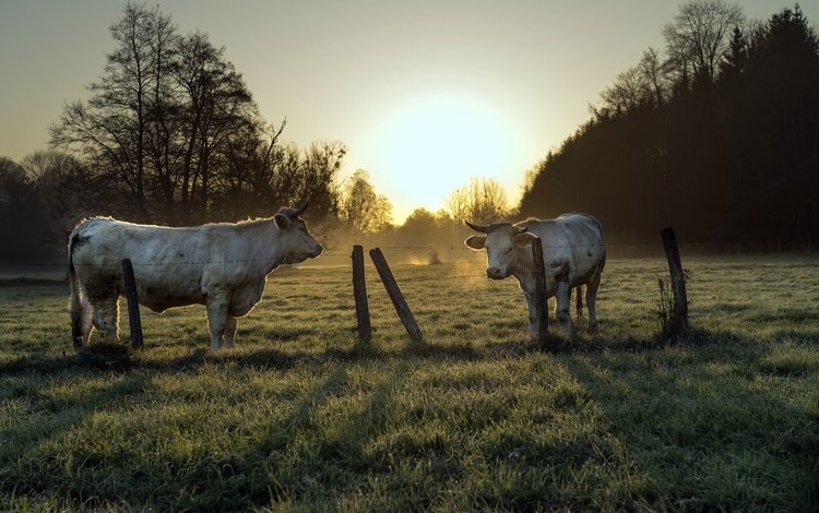 природа, утро, забор, скот, корова, коровы, nature, morning, the fence, cattle, cow, cows