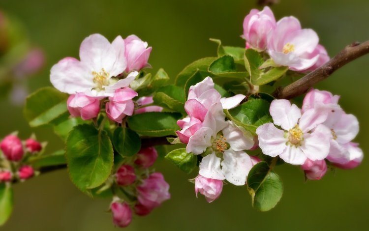 ветка, природа, цветение, фон, весна, яблоня, branch, nature, flowering, background, spring, apple