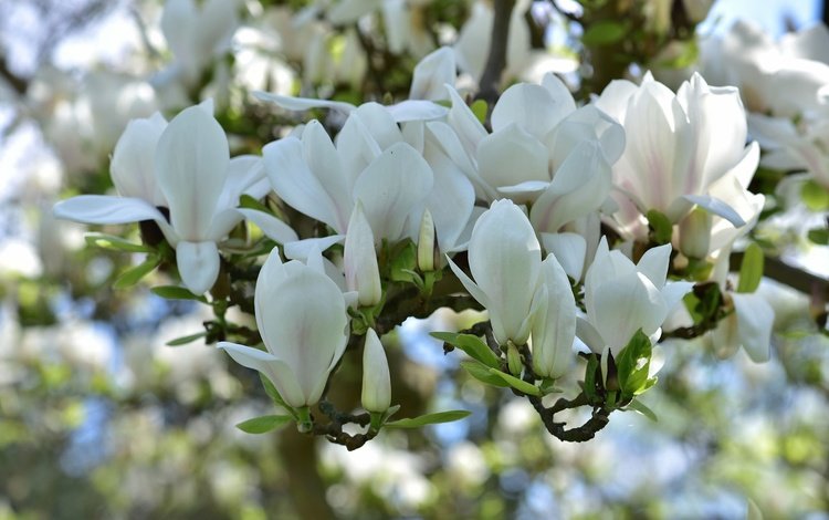цветение, весна, белая, магнолия, flowering, spring, white, magnolia