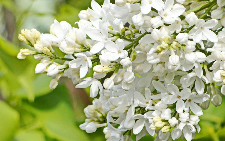 природа, цветение, фон, весна, белая, сирень, nature, flowering, background, spring, white, lilac