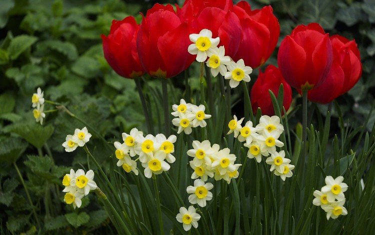 цветы, весна, тюльпаны, клумба, нарцисы, flowers, spring, tulips, flowerbed, the narciso