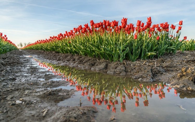 цветы, вода, земля, отражение, весна, тюльпаны, flowers, water, earth, reflection, spring, tulips