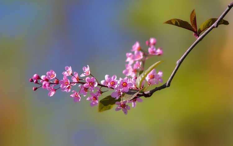 ветка, цветение, макро, фон, весна, branch, flowering, macro, background, spring