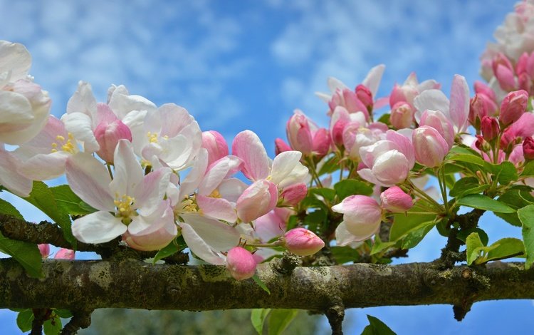 ветка, цветение, макро, весна, яблоня, цветки, бутончики, branch, flowering, macro, spring, apple, flowers, buds