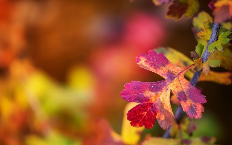 ветка, листья, макро, краски, осень, лист, размытость, branch, leaves, macro, paint, autumn, sheet, blur