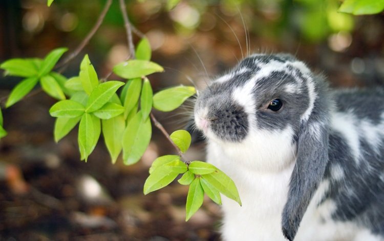 ветка, листочки, кролик, уши, нос, branch, leaves, rabbit, ears, nose