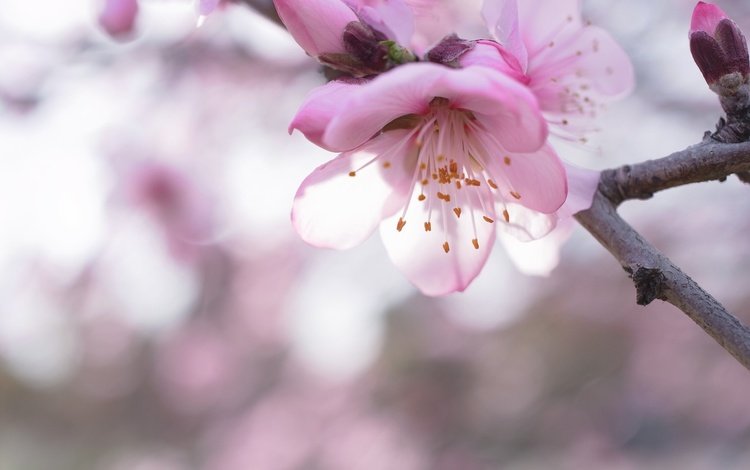 ветка, природа, цветение, макро, весна, сакура, боке, branch, nature, flowering, macro, spring, sakura, bokeh