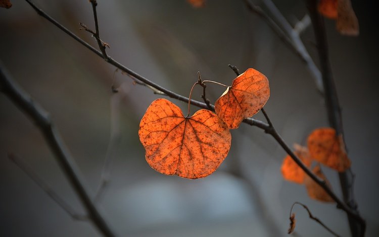 ветка, природа, листья, фон, осень, branch, nature, leaves, background, autumn
