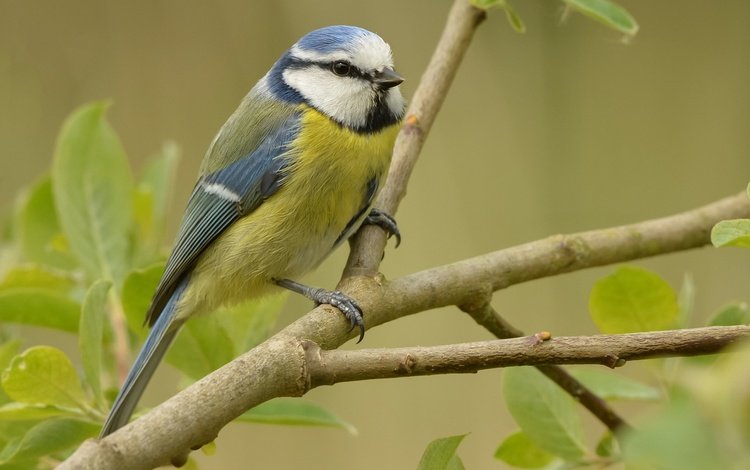 ветка, природа, птица, синица, лазоревка, branch, nature, bird, tit, blue tit