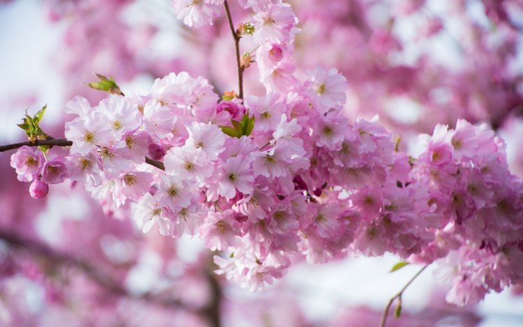 ветка, цветение, весна, розовые, сакура, branch, flowering, spring, pink, sakura