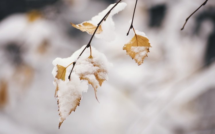 ветка, снег, природа, листья, зима, фон, branch, snow, nature, leaves, winter, background