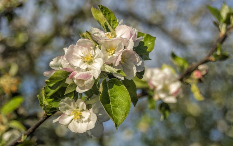 ветка, цветение, весна, яблоня, branch, flowering, spring, apple