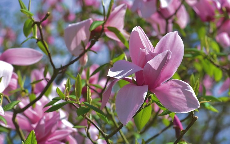 цветение, ветки, весна, розовая, магнолия, flowering, branches, spring, pink, magnolia