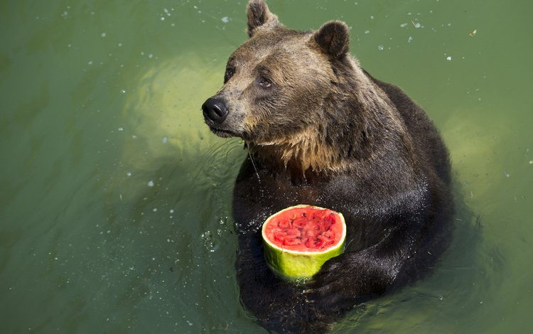 вода, лапы, капли, медведь, арбуз, water, paws, drops, bear, watermelon