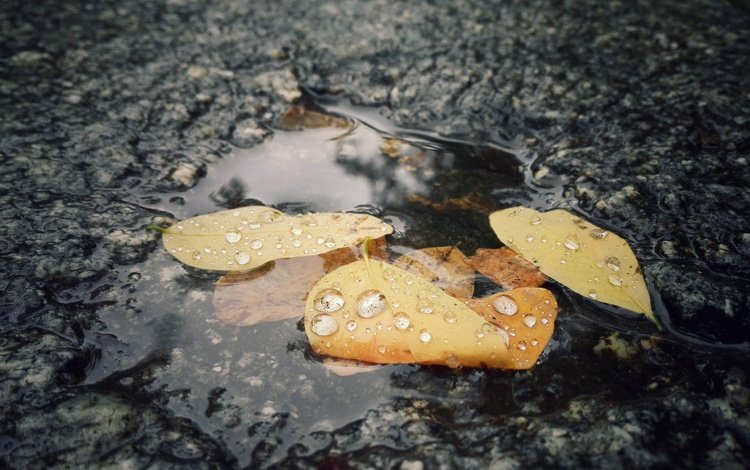 вода, листья, капли, осень, желтые, water, leaves, drops, autumn, yellow