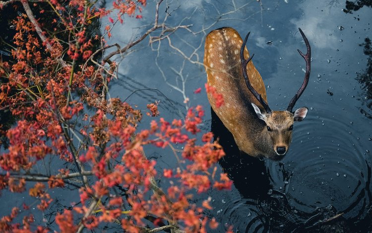 вода, олень, ветки, взгляд, животное, рога, пятнистый олень, water, deer, branches, look, animal, horns