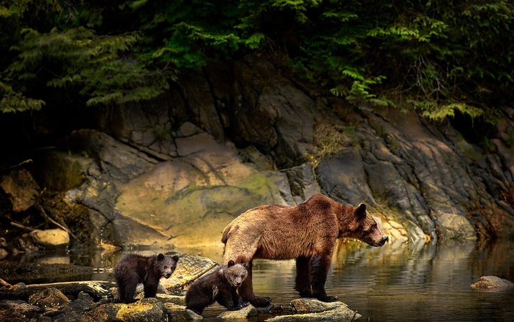 вода, медвежата, природа, камни, животные, ветки, медведи, детеныши, медведица, water, nature, stones, animals, branches, bears, cubs, bear
