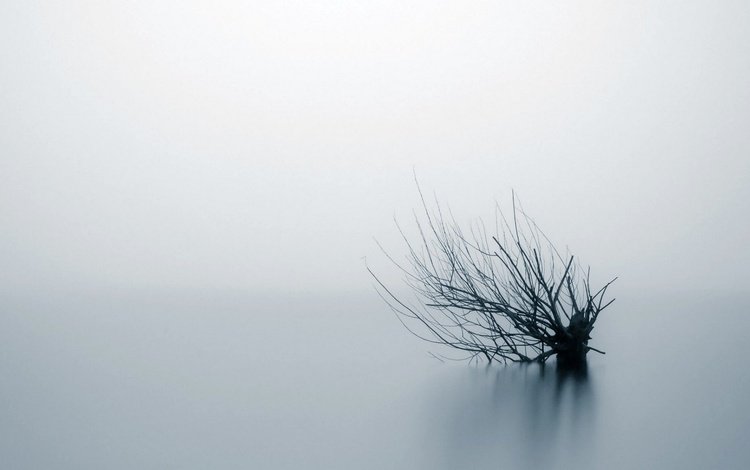 вода, природа, фон, туман, ветки, куст, water, nature, background, fog, branches, bush