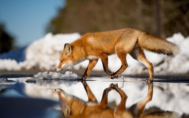 вода, зима, отражение, лиса, лисица, животное, хвост, water, winter, reflection, fox, animal, tail