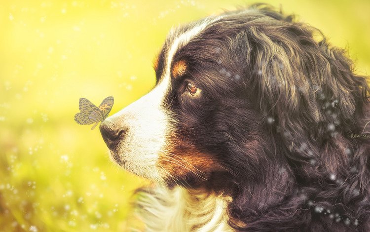 взгляд, бабочка, собака, профиль, бернский зенненхунд, look, butterfly, dog, profile, bernese mountain dog