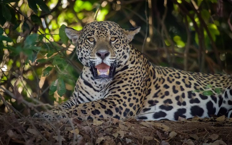 взгляд, хищник, ягуар, дикая кошка, look, predator, jaguar, wild cat