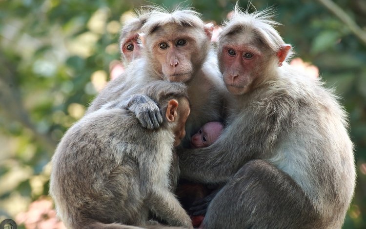 взгляд, семья, детеныш, обезьяны, японские макаки, sujesh sm, look, family, cub, monkey, japanese macaque