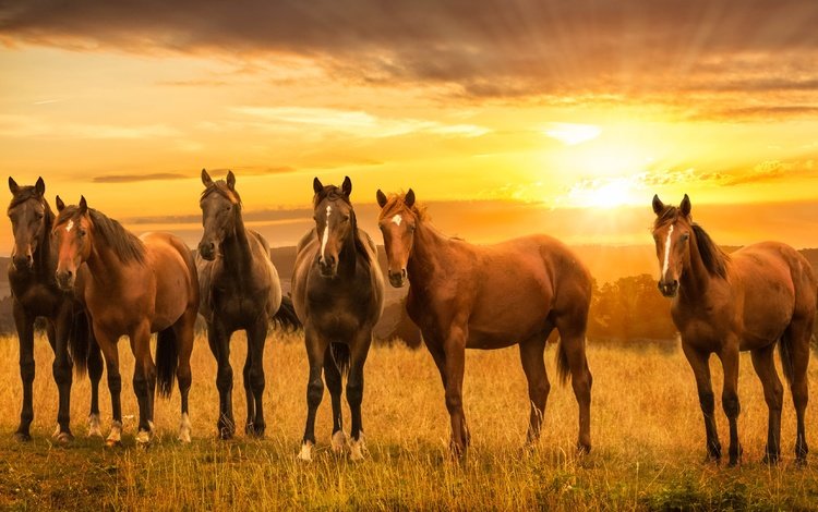 закат, луг, лошади, кони, sunset, meadow, horse, horses