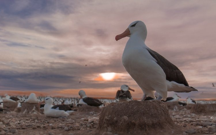 закат, птицы, стая, альбатрос, колония, чернобровый альбатрос, альбатросы, sunset, birds, pack, albatross, colony, black-browed albatross, albatrosses