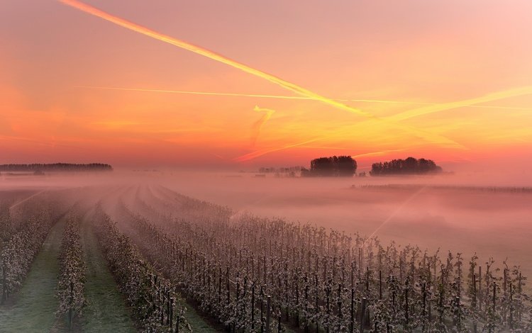 небо, закат, туман, виноградник, the sky, sunset, fog, vineyard