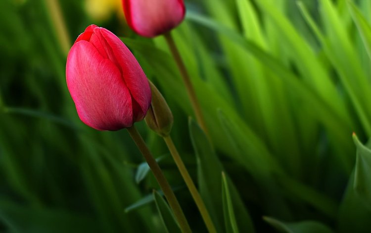 цветы, зелень, бутон, весна, тюльпан, flowers, greens, bud, spring, tulip