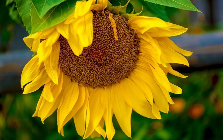 желтый, макро, цветок, подсолнух, yellow, macro, flower, sunflower