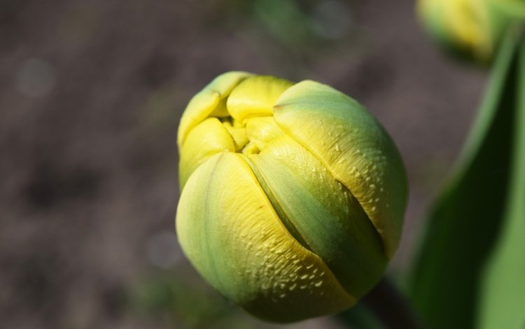 желтый, макро, цветок, бутон, весна, тюльпан, yellow, macro, flower, bud, spring, tulip