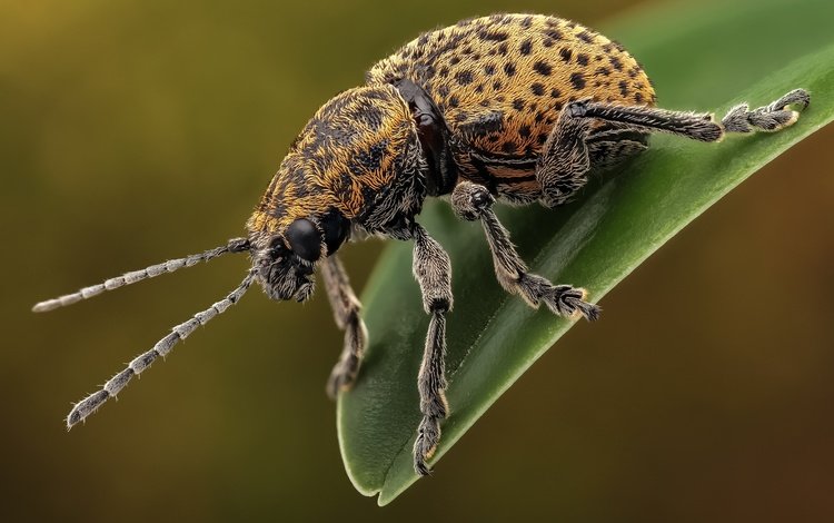 жук, макро, насекомое, усы, лапки, листоед, beetle, macro, insect, mustache, legs, the leaf beetle