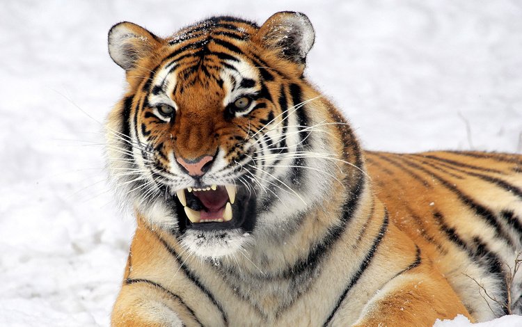 тигр, глаза, морда, взгляд, хищник, зубы, дикие кошки, пасть, tiger, eyes, face, look, predator, teeth, wild cats, mouth
