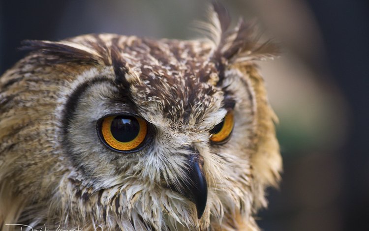 глаза, сова, взгляд, птица, клюв, ушастая сова, davide lopresti, eyes, owl, look, bird, beak, long-eared owl
