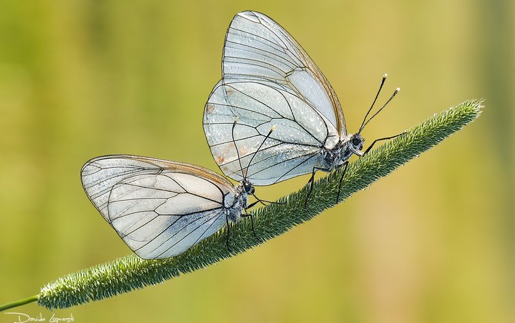 трава, природа, фон, насекомые, пара, бабочки, davide lopresti, боярышница, grass, nature, background, insects, pair, butterfly, the aporia crataegi