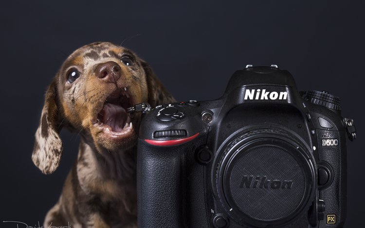 собака, щенок, фотоаппарат, такса, никон, davide lopresti, dog, puppy, the camera, dachshund, nikon