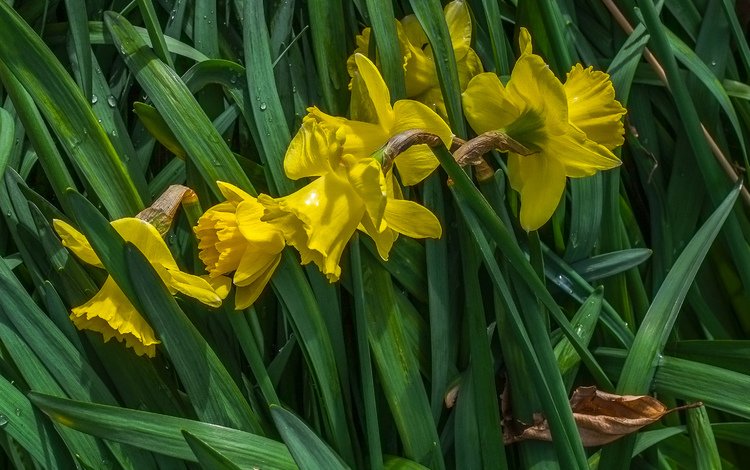 цветы, весна, нарциссы, желтые, jazzmatica, flowers, spring, daffodils, yellow