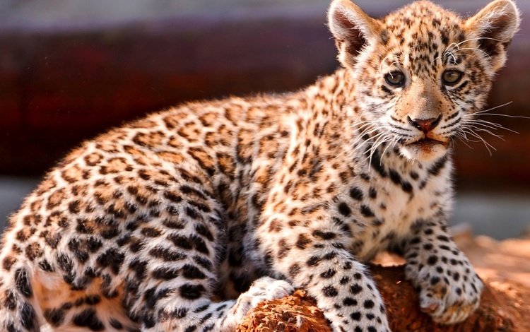 глаза, мордочка, взгляд, ягуар, малыш, eyes, muzzle, look, jaguar, baby