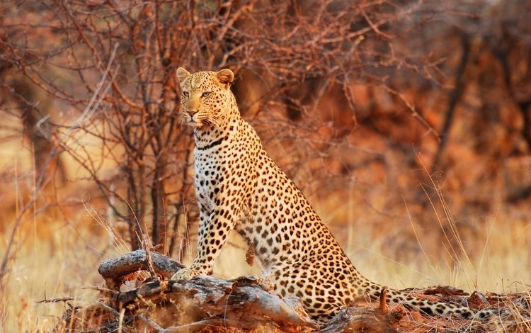 природа, леопард, хищник, ягуар, дикая кошка, грация, nature, leopard, predator, jaguar, wild cat, grace