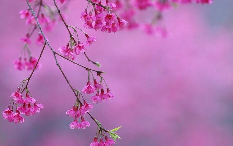 цветение, весна, розовые, сакура, цветки, flowering, spring, pink, sakura, flowers