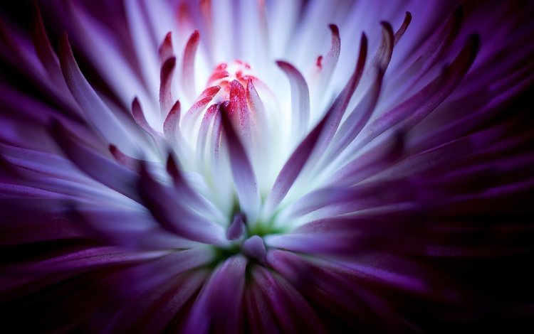цветок, фиолетовый, хризантема, крупным планом, flower, purple, chrysanthemum, closeup