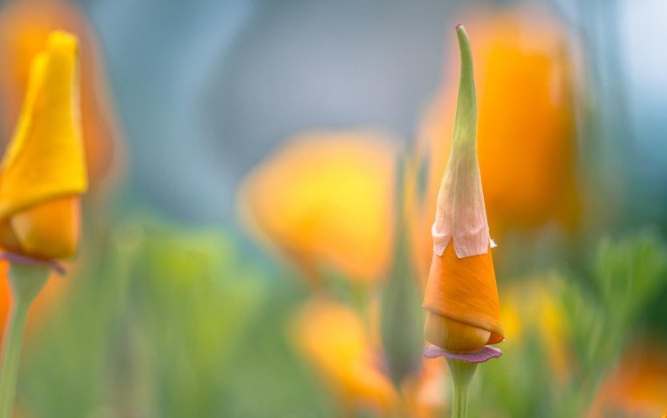 цветок, лепестки, мак, бутон, оранжевый, эшштольция калифорнийская, flower, petals, mac, bud, orange, escholzia california