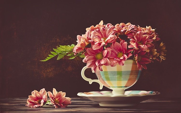 цветы, блюдце, чашка, хризантемы, flowers, saucer, cup, chrysanthemum