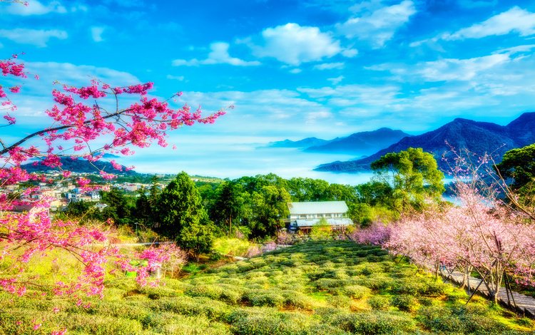 небо, сакура, цветы, облака, деревья, горы, цветение, весна, тайвань, the sky, sakura, flowers, clouds, trees, mountains, flowering, spring, taiwan
